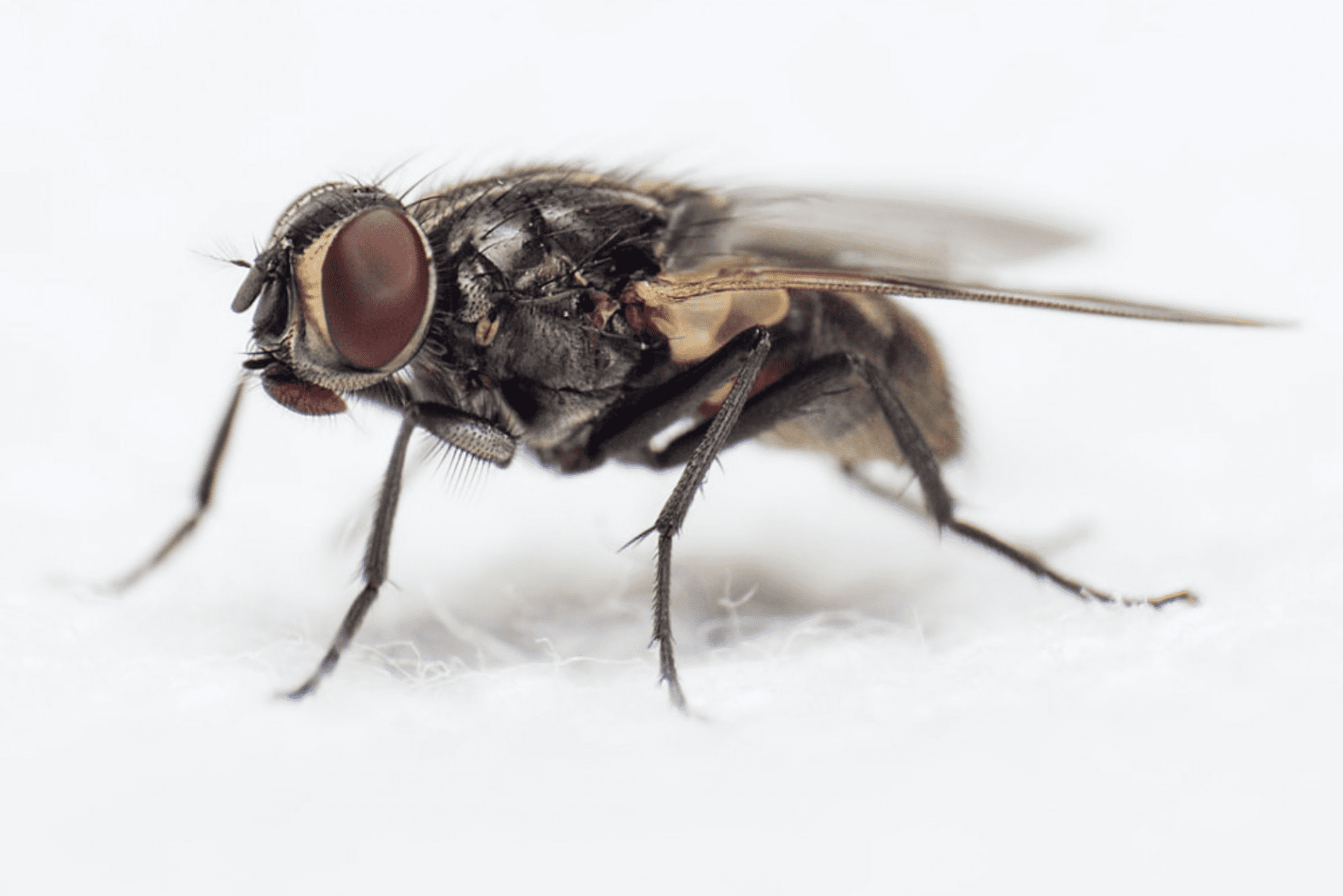 How to Get Rid of Flies in Your House - Common fly