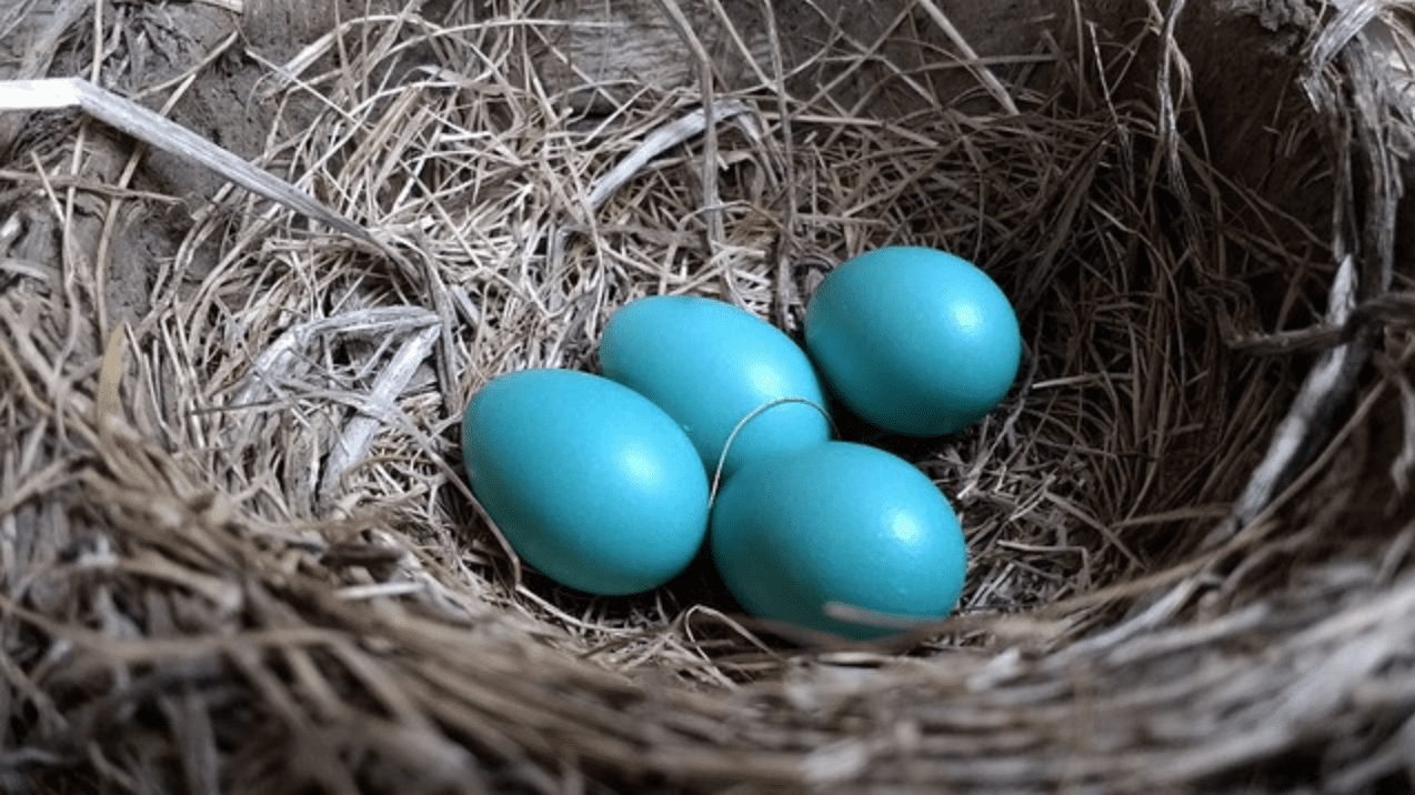 What Birds Lay Blue Eggs? - Robin nest with eggs