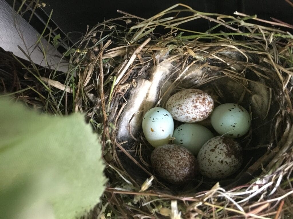 Do Robins Reuse Nests? Two sparrows eggs and three cowbird eggs 