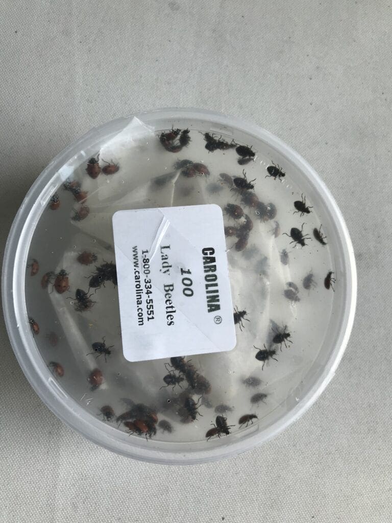 How Do You Kill Aphids Naturally? -Ladybugs we purchased