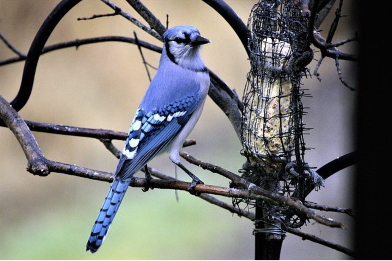 Where Should You Hang a Suet Feeder to Get More Birds? - Blue bird by Suet Feeder
