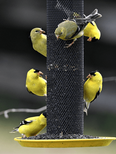 10 Things to Know About Nyjer Seeds - Goldfinch eating on feeder