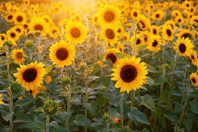 Do Sunflowers Face Each Other On Cloudy Days? - Field of sunflowers