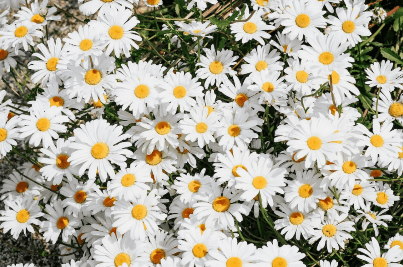Are Daisies Weeds?