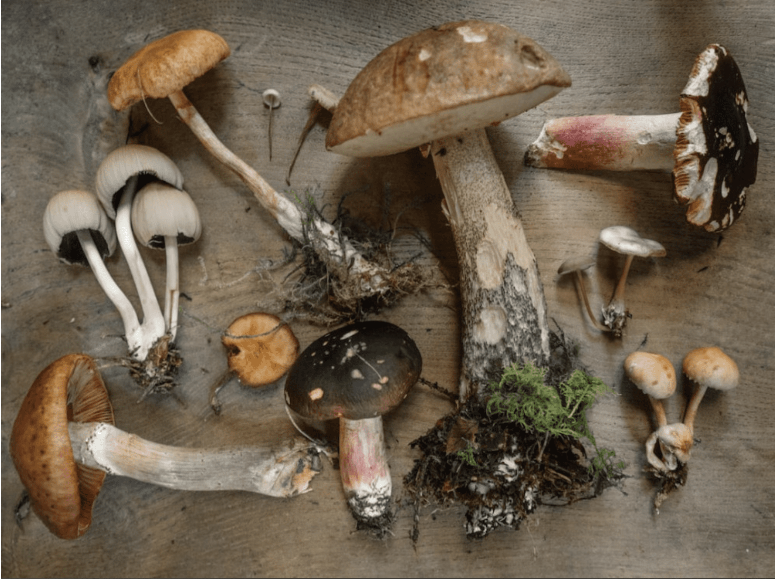 Backyard Mushrooms
