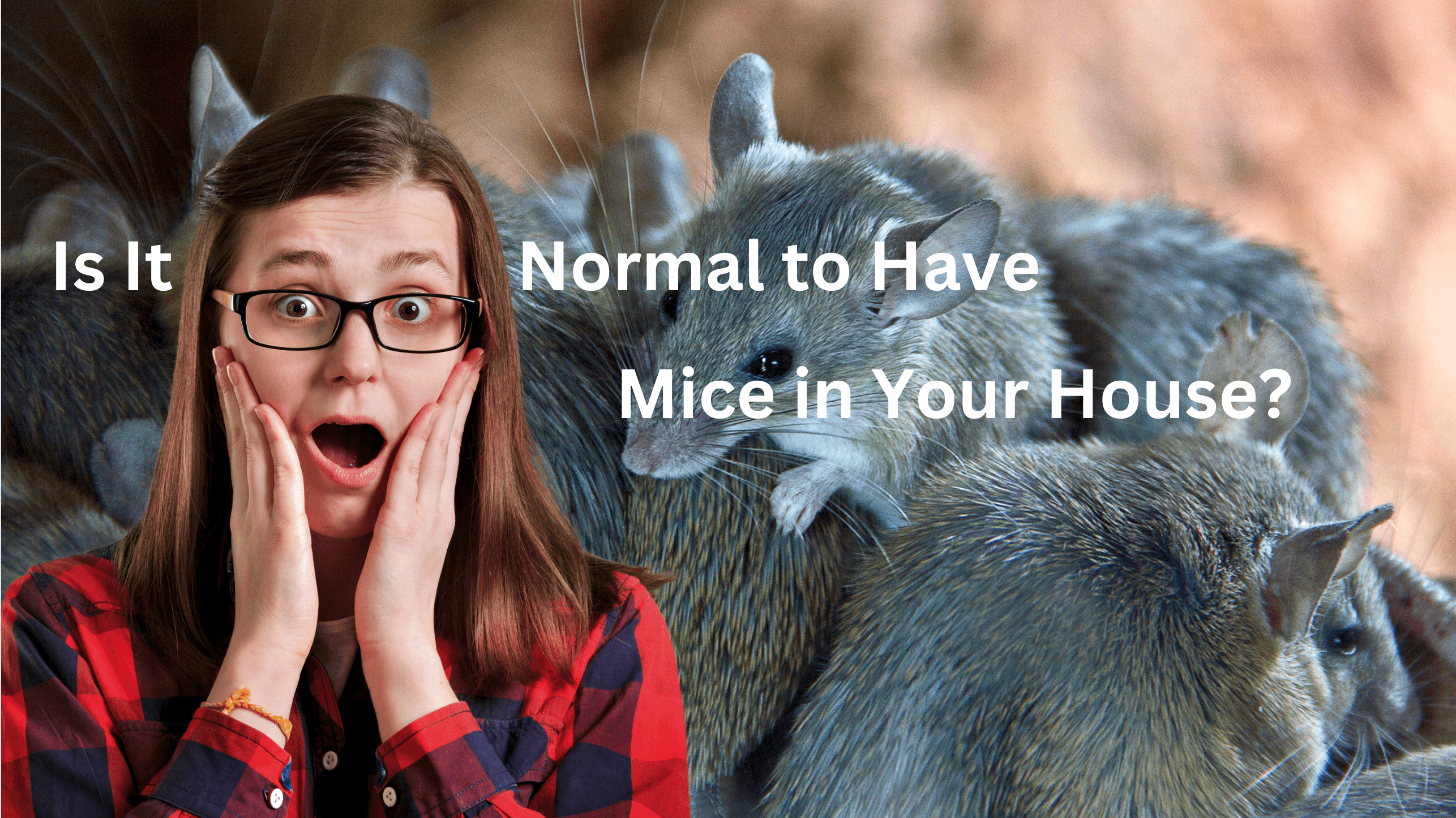 Is It Normal to Have Mice in Your House?